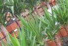 Revesbyplant-nursery-10.jpg; ?>